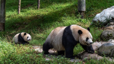 Panda rentals come with strings attached: 5 things China expects