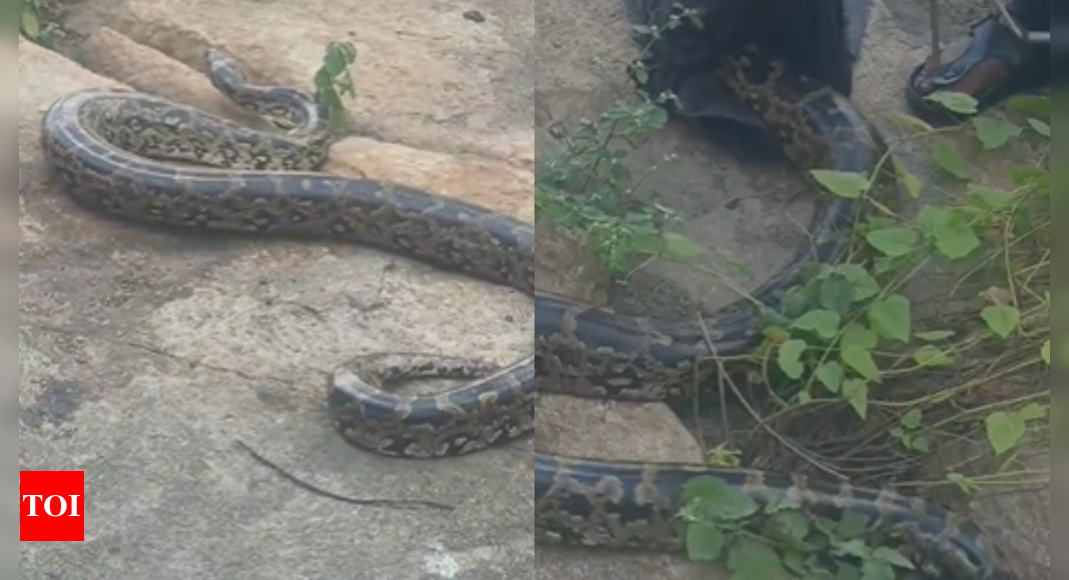 8-foot Python rscued from Hyderabad’s Osmansagar Reservoir by snake rescue team | Hyderabad News