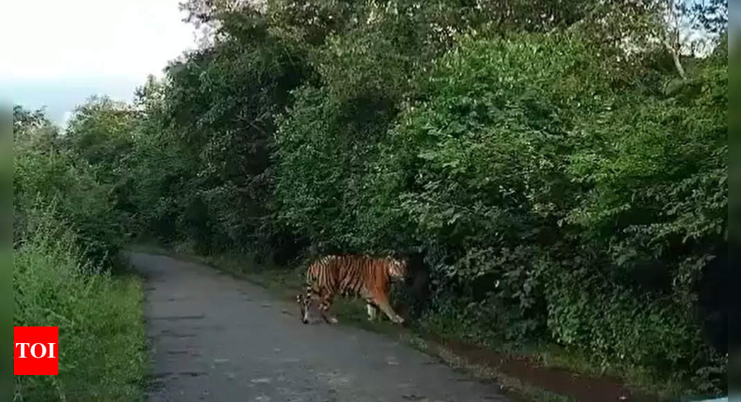 Watch: Royal Bengal tiger spotted marking territory in Nagarjunsagar-Srisailam Tiger Reserve | Hyderabad News