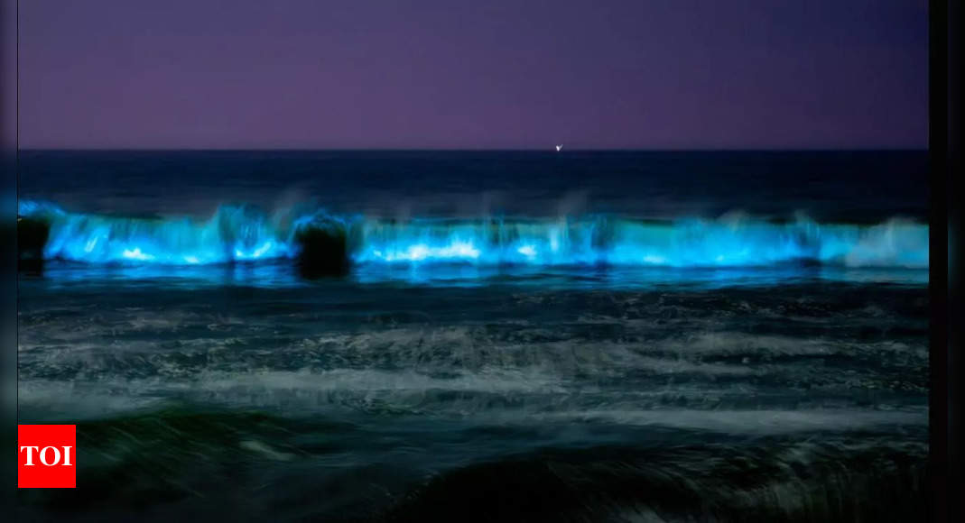 Chennai beaches illuminated by mesmerising bioluminescence and its significance | – Times of India