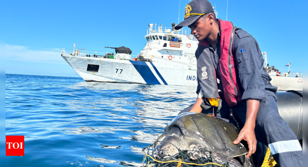 Indian Coast Guard rescues Olive Ridley turtle | Chennai News