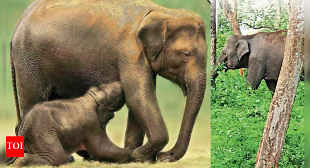 How Indian elephants’ genetic diversity tells tale of migration ...