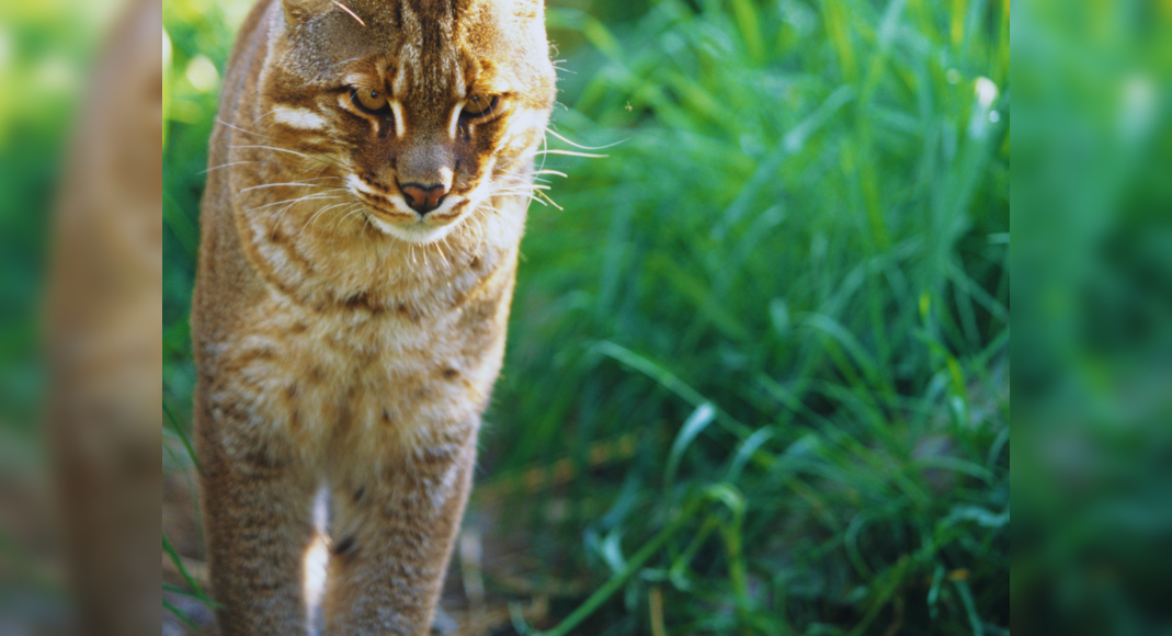 Asiatic Golden Cat: Assam: Rare and elusive Asiatic Golden Cat makes a ...