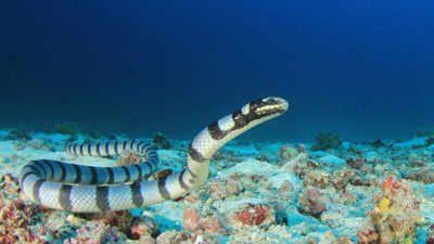 Why Divers Are So Afraid of Sea Snakes: Chilling Facts to Know