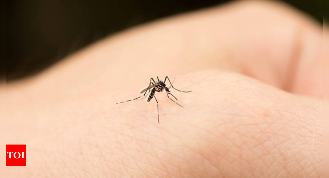 Egypt declares malaria-free: What India needs to learn now about mosquito management |