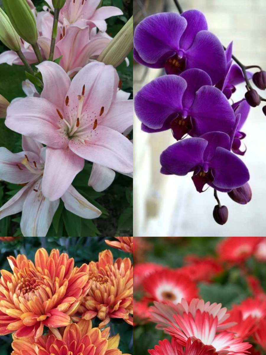 10 Beautiful Flowers For Your Diwali Party Decor Times Now