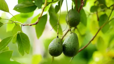 How to grow the perfect ‘Avocado’ plant in your home garden or balcony