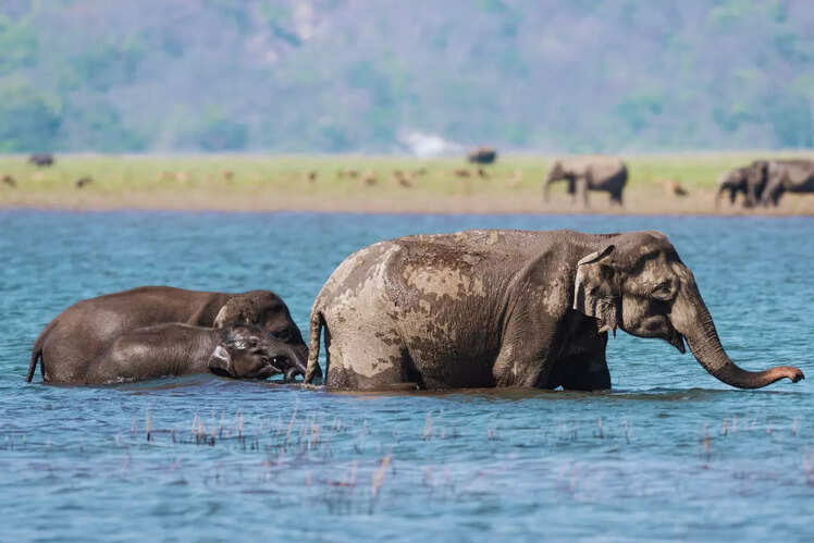 Preservation of the Ramganga River