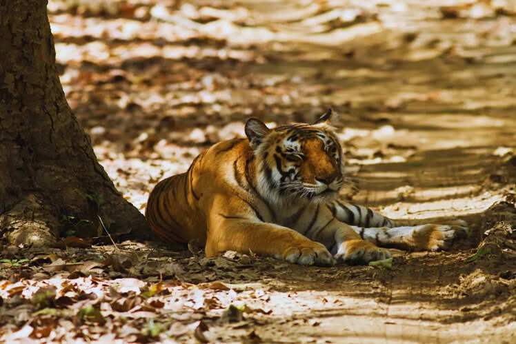 Part of Project Tiger