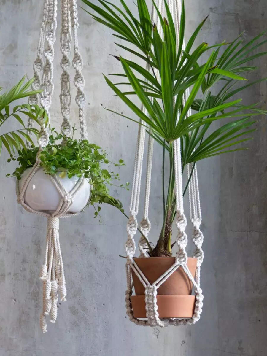 10 lowmaintenance indoor plants that are perfect for beginners Times