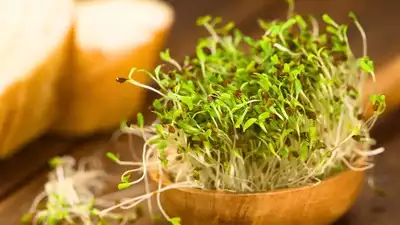 10 Foods that have 10x nutrition when sprouted