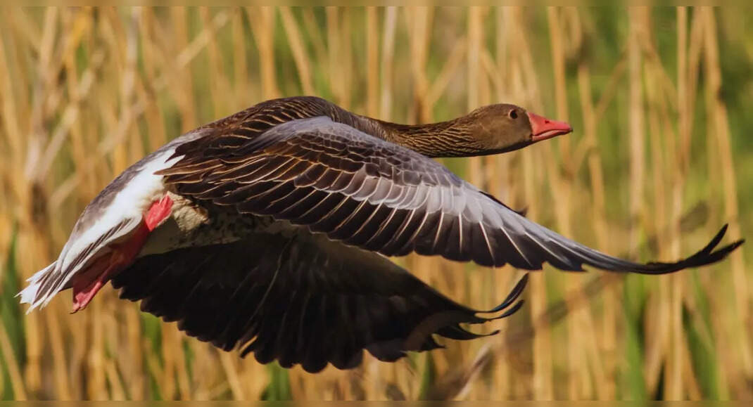 Tikri Forest and Parvati Arga Bird Sanctuary to become new tourist ...