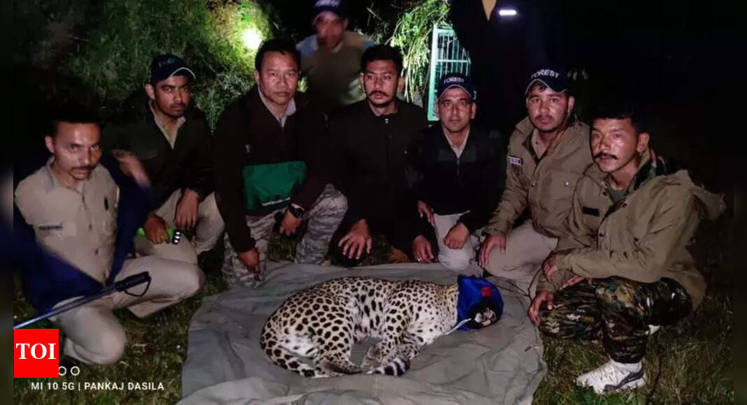 Leopard: Rescue Dilemma: Captured Man-Eater Leopard Raises Safety ...