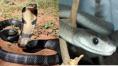 King cobra vs Black mamba: Know the key differences, habitat, size, venom and more