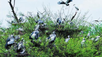 For the love of birds and a good harvest