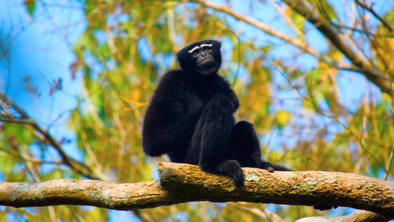 Species Of Apes Found In India
