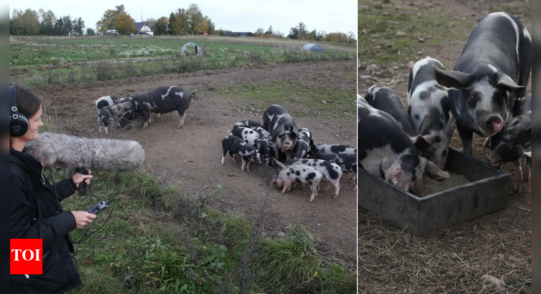 Oinking out loud: AI reveals what your pigs are really saying | - Times ...