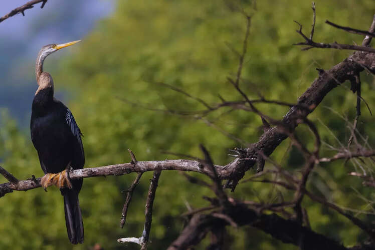 Conservation challenges