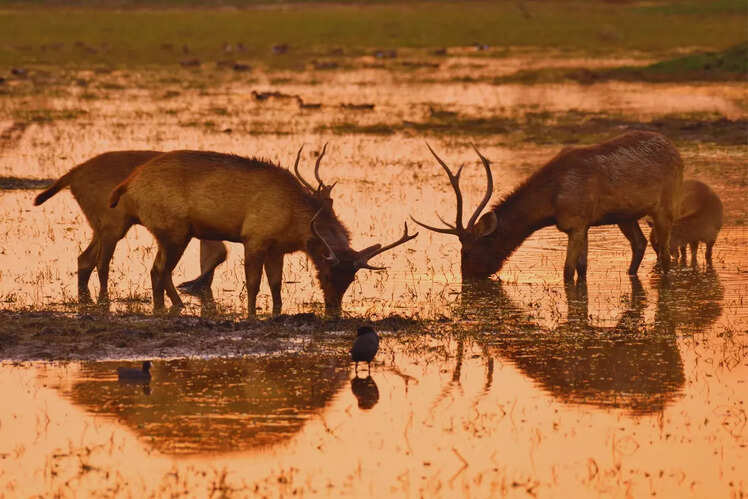Wildlife beyond birds