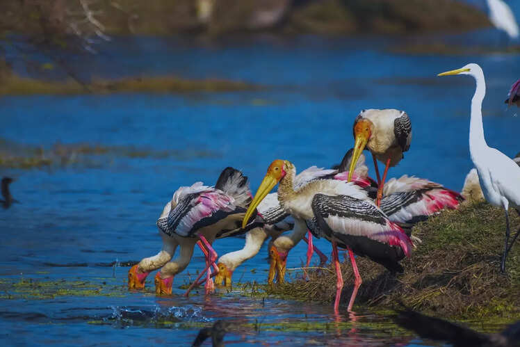 Rich avian biodiversity