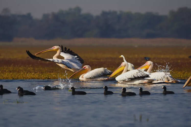 All about Keoladeo Bird Sanctuary, a UNESCO World Heritage Site
