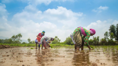 Government launches Gram panchayat-level weather forecasting to make villages 'climate resilient'