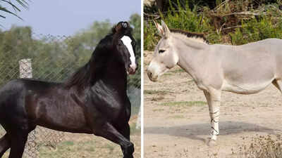 Horse vs. Donkey: Exploring their evolution, habitats, and unique ...