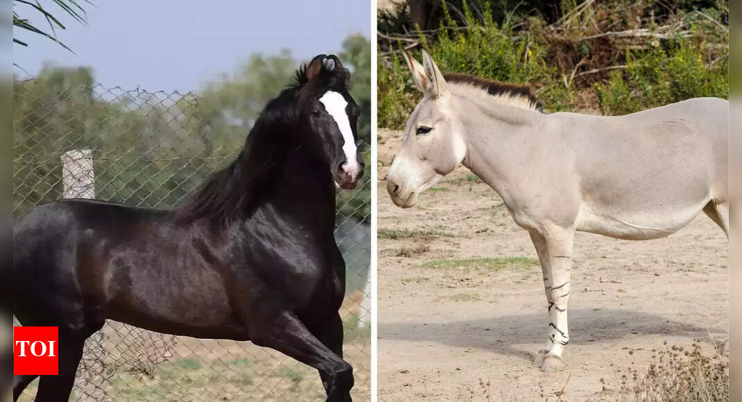 Horse vs. Donkey: Exploring their evolution, habitats, and unique ...