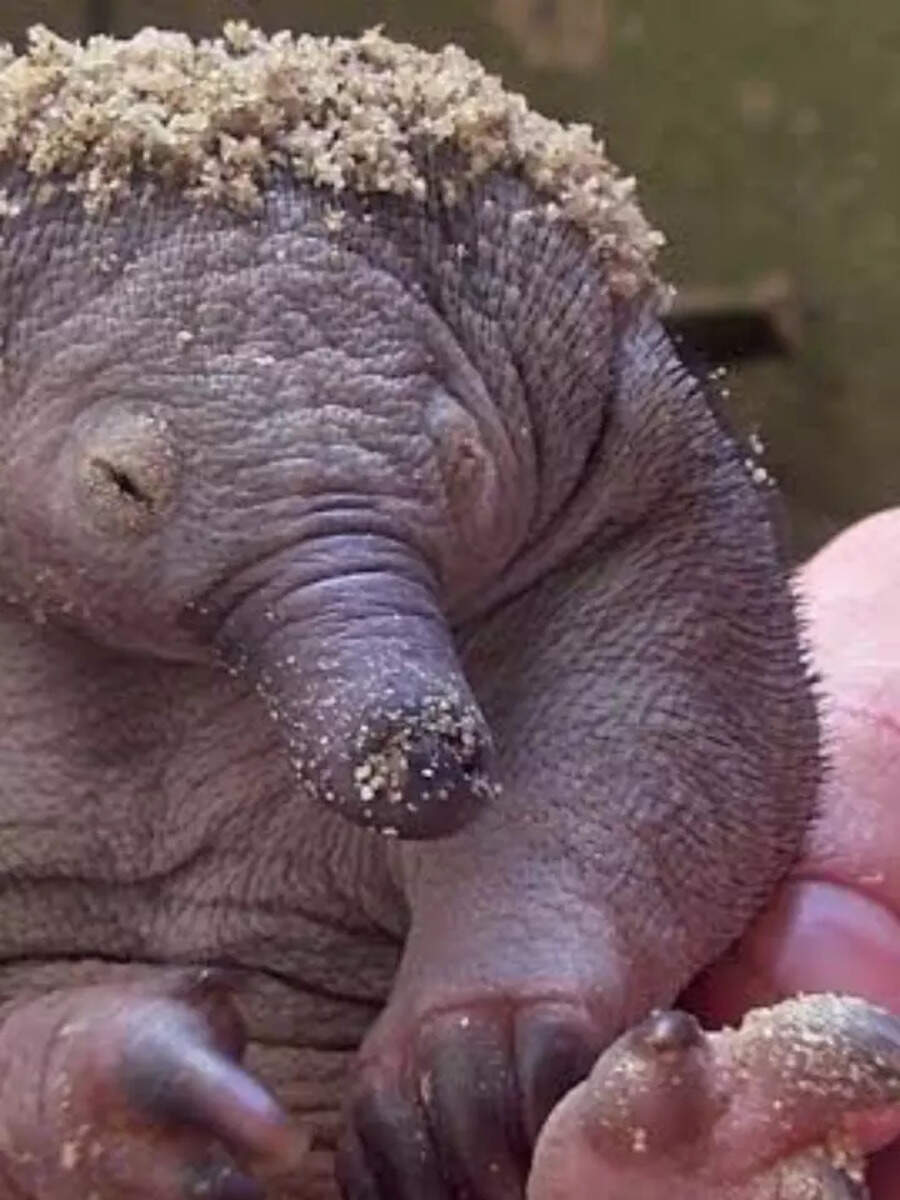 5 Mammals That Lay Eggs Times Now