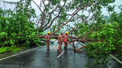 दो प्रति चक्रवात, मैंग्रोव वन ओडिशा को चक्रवात के प्रभाव से बचाते हैं