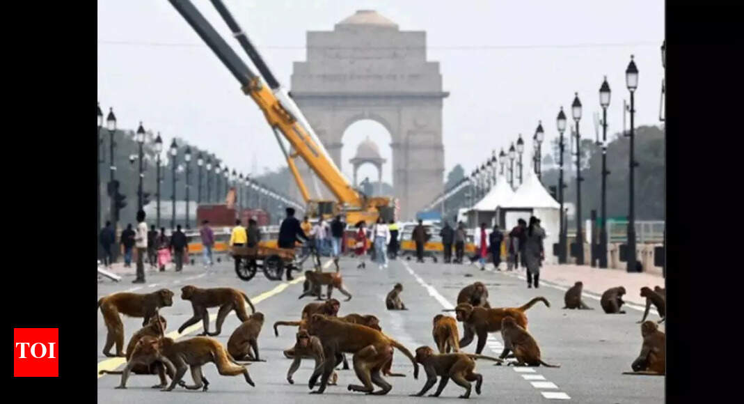 Delhi High Court: Delhi High Court Takes Stand Against Stray Dogs and ...
