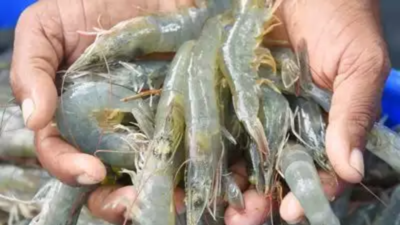 EHP parasite causes severe losses in Andhra Pradesh’s shrimp farming industry