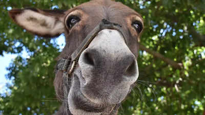 Why is China importing donkeys from Pakistan?