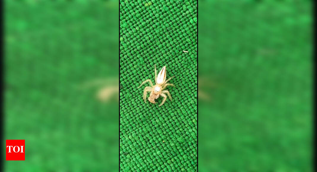 Environmental Alarm: Insect Diversity Decline at Hyderabad's Twin Lakes ...