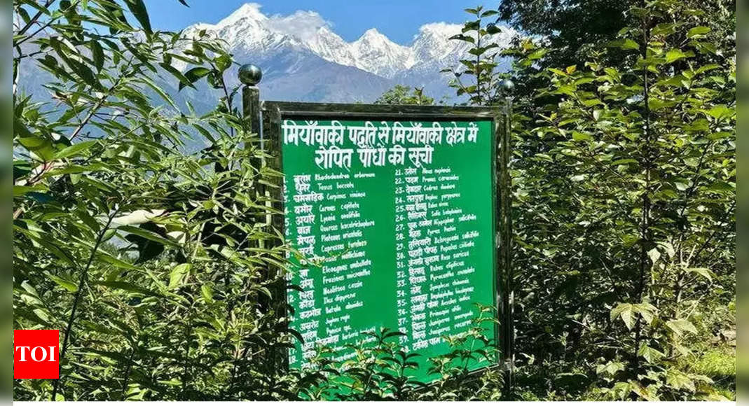 Miyawaki Forest: Record-Breaking Miyawaki Forest Blooms at 8000 ft in the Himalayas | Dehradun News - Times of India