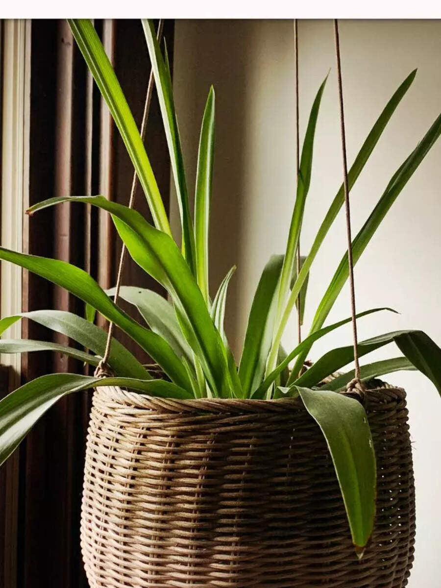 10 indoor plants that clean the air and prevent pollution Times of India