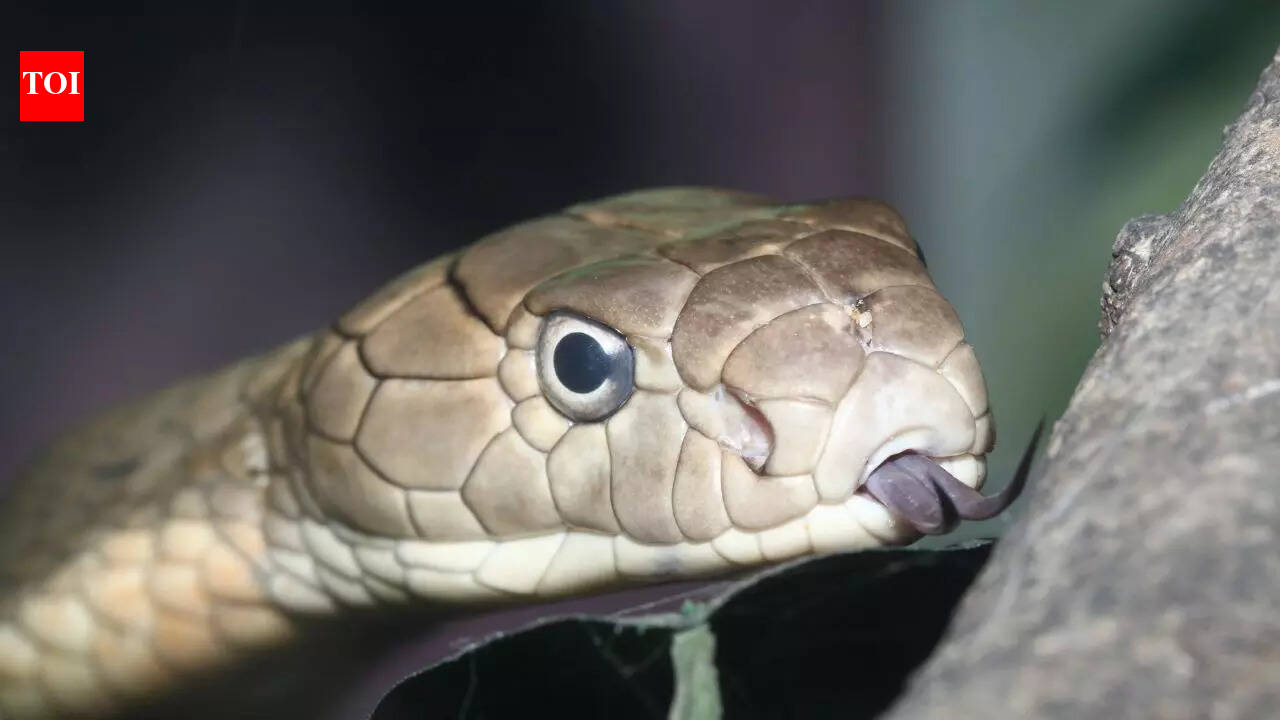 5 baby snakes that are more dangerous than their parents | The Times of ...
