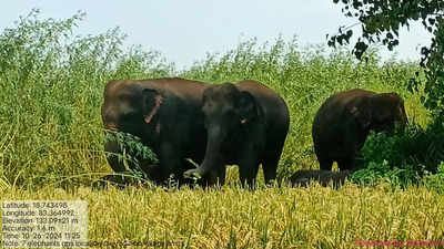 Proposal for elephant holding centre in Manyam dist unlikely to take off