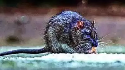 Rat-trap manufacturers move Bombay HC against 'illegal' ban on glue boards