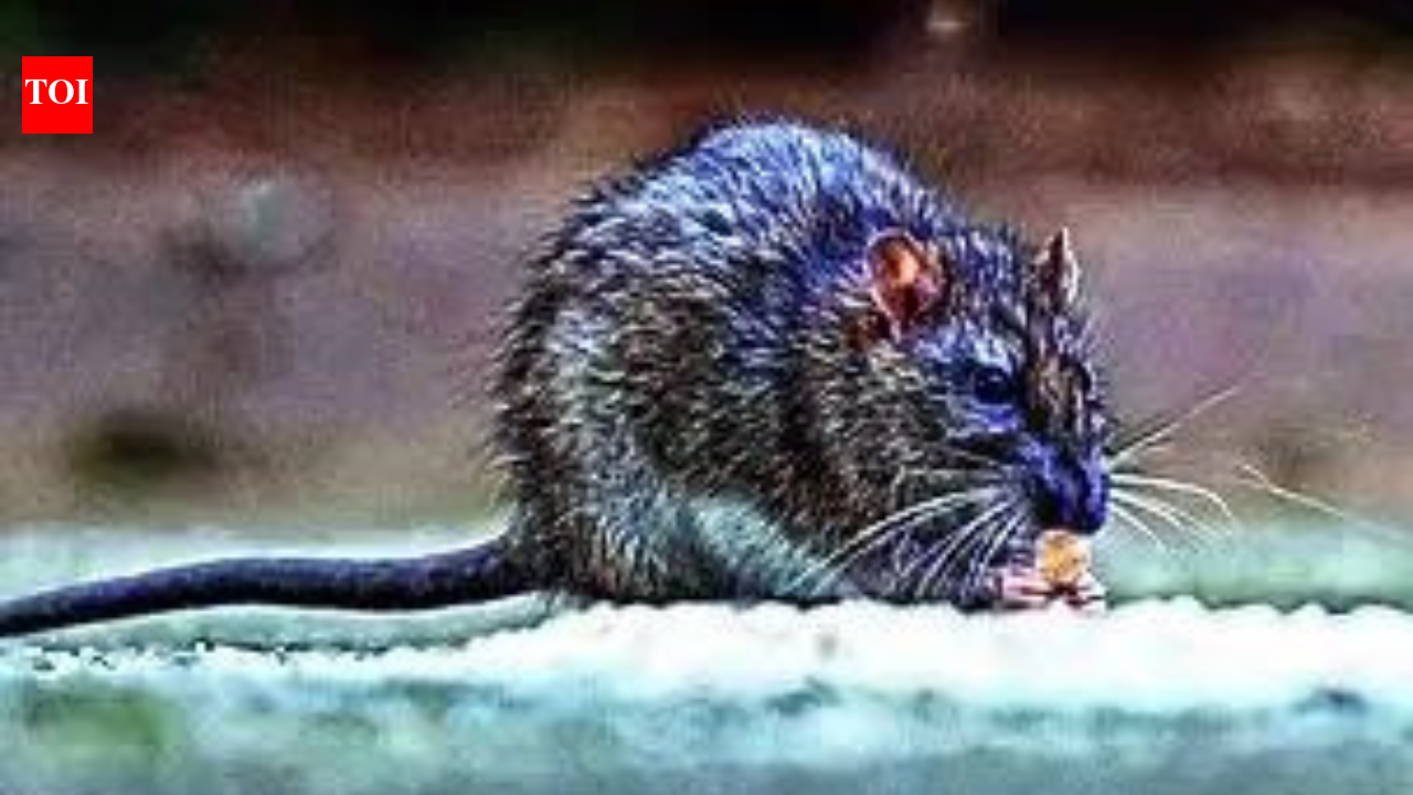 Rat-trap manufacturers move Bombay HC against 'illegal' ban on glue ...