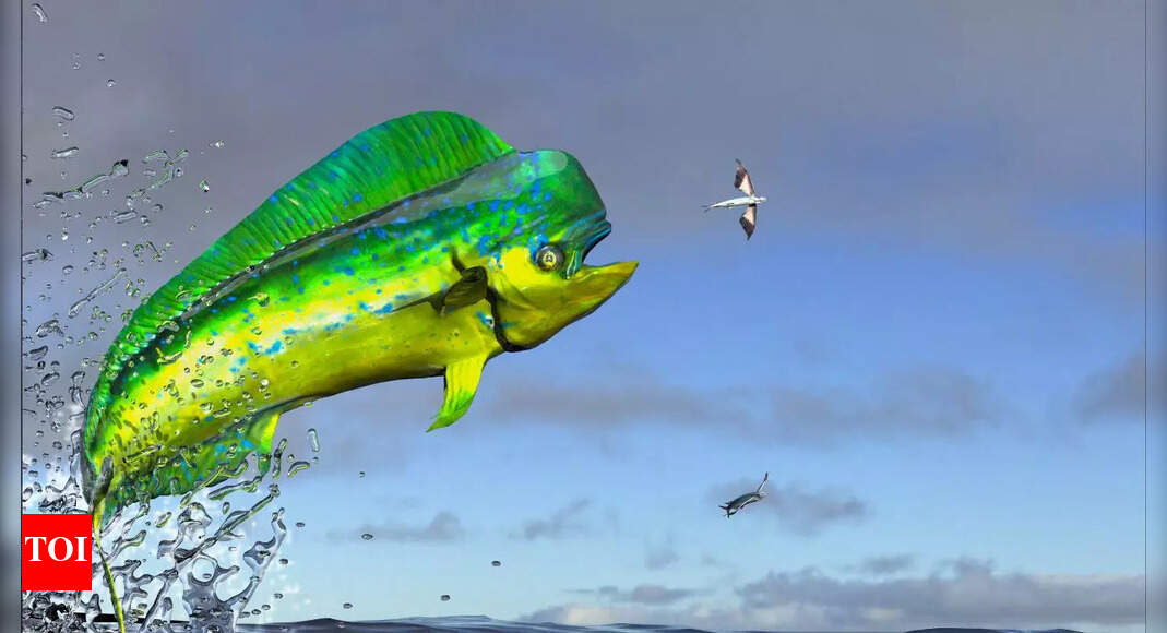 10 fastest marine animals and interesting facts about them - Times of India