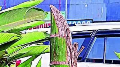 63 trees hacked in Mumbai's Andheri for ‘hoardings view’