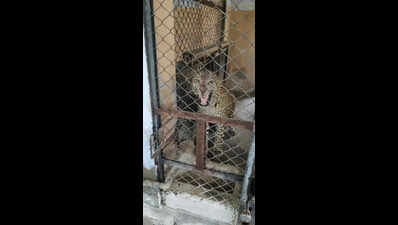 3 injured leopards shifted to Nahargarh for rehabilitation