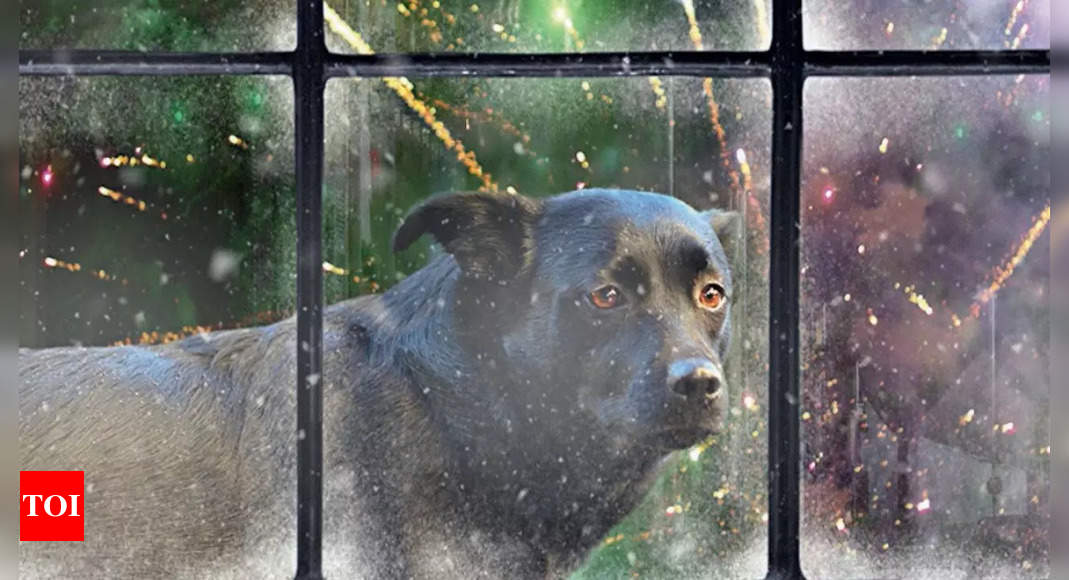 Diwali Dangers: Why Fireworks Bring Fear to Pets | Delhi News - Times of India