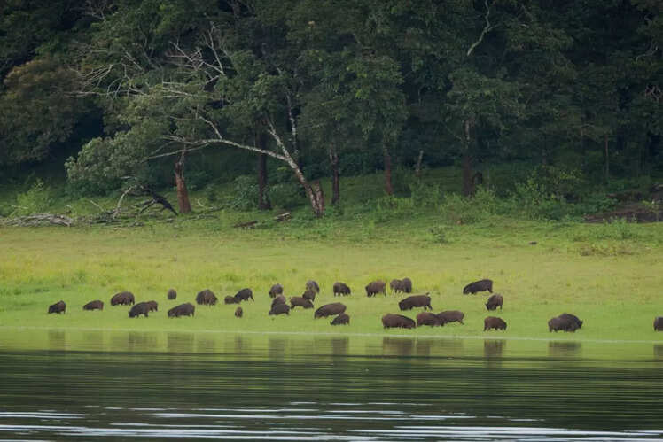 Thekkady