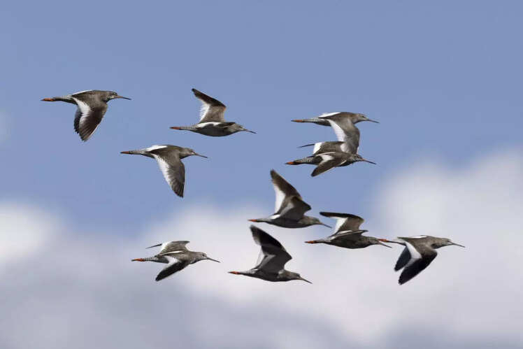 Birdwatching at Manasbal Lake