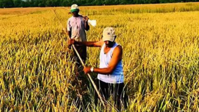 Rice stock set to rise to 20-year high of 300 lakh tonnes by November 1