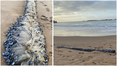 'Alien-like' creature on Australian beach draws massive curiosity - Here is what it really is