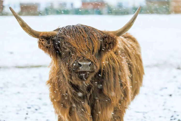 Scottish Highlands, Scotland
