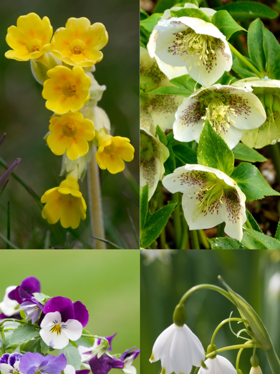 10 Beautiful Winter Flowers For Your Balcony Times Now